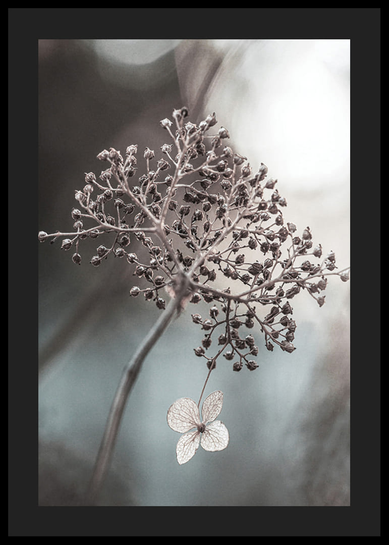 Close-up van een gedroogde bloemtros en een enkele heldere bloem, doffe achtergrond-12