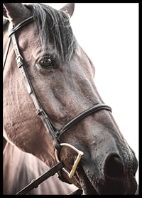 Close-up of brown horse with halter against light background-6