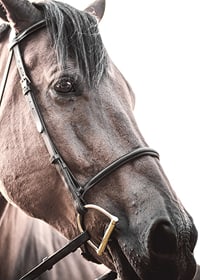 Close-up of brown horse with halter against light background-7
