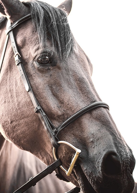 Close-up of brown horse with halter against light background-12