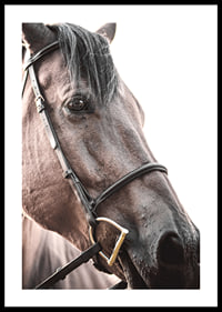 Close-up of brown horse with halter against light background-0