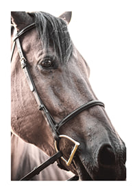 Close-up of brown horse with halter against light background-1