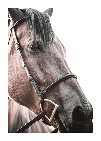 Poster Brown Horse Up Close