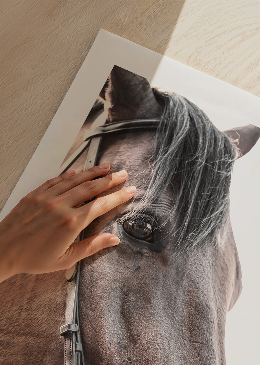 Close-up of brown horse with halter against light background-12