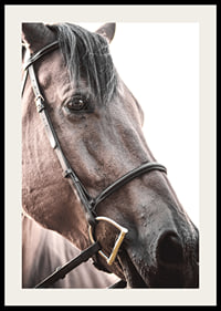 Close-up of brown horse with halter against light background-2