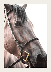 Close-up of brown horse with halter against light background-3