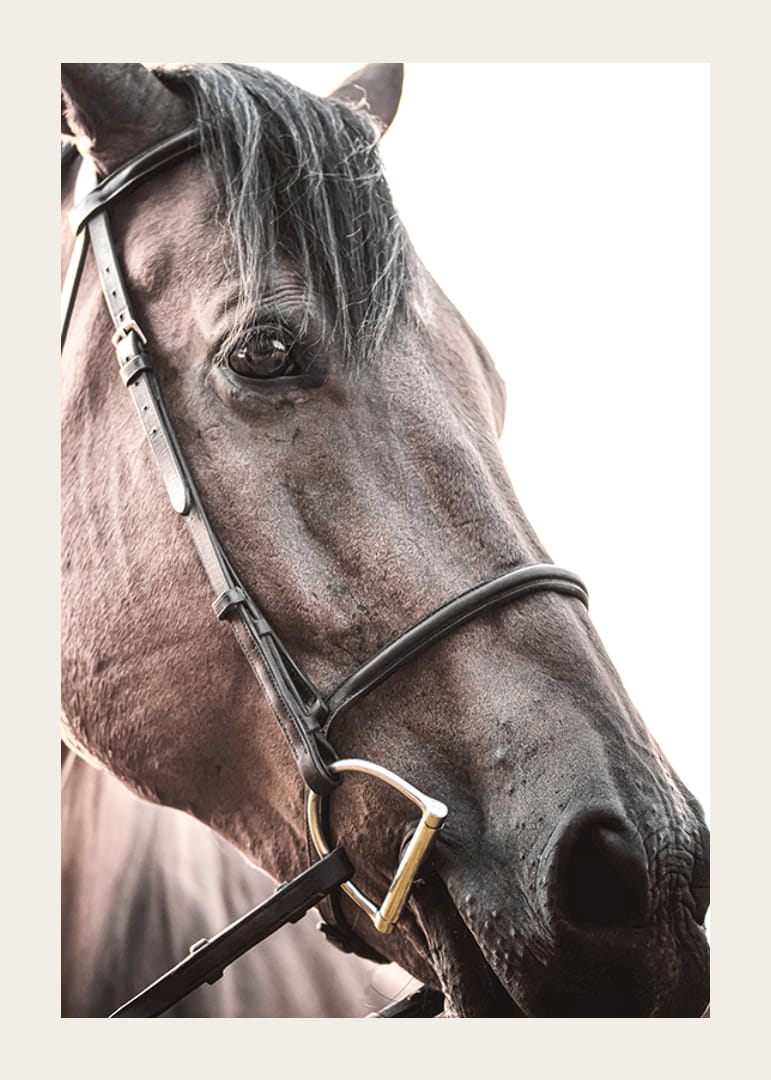 Primo piano di un cavallo marrone con cavezza su sfondo chiaro-12