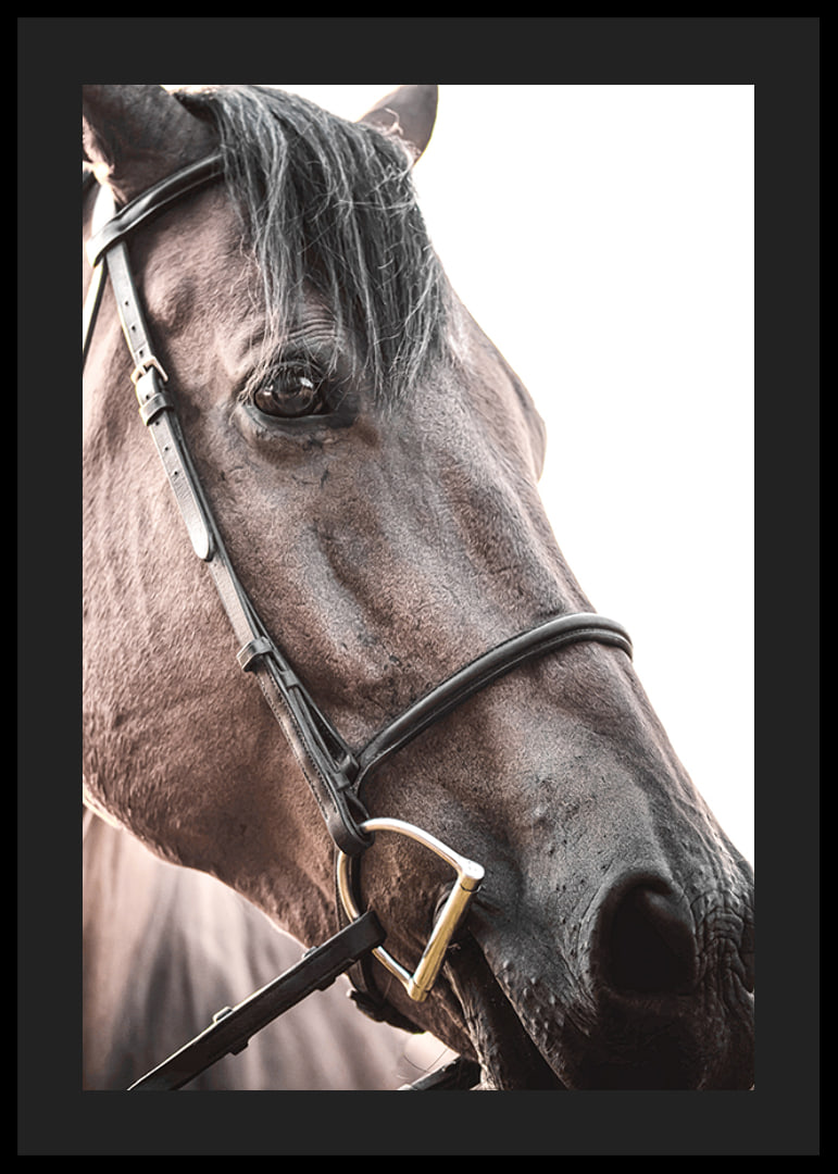 Close-up of brown horse with halter against light background-12