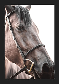 Close-up of brown horse with halter against light background-5