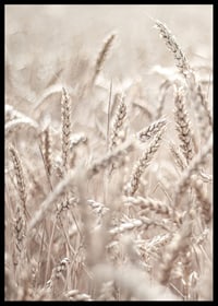 Close-up of wheat field with ears of wheat in light beige tones, photographic-6