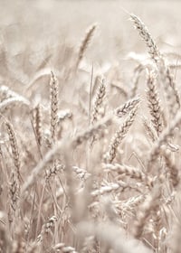 Close-up of wheat field with ears of wheat in light beige tones, photographic-7