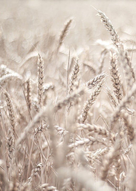 Close-up of wheat field with ears of wheat in light beige tones, photographic-12