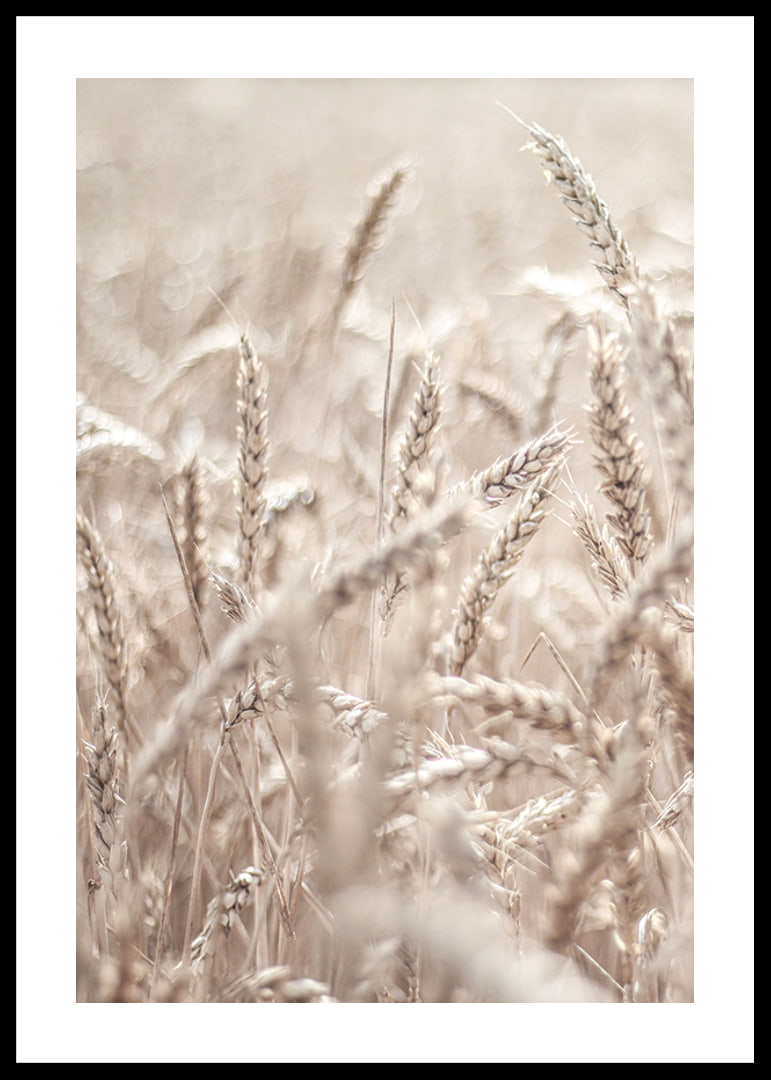 Close-up of wheat field with ears of wheat in light beige tones, photographic-12