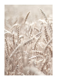 Close-up of wheat field with ears of wheat in light beige tones, photographic-1