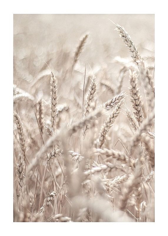 Plagát Wheat Accumulation
