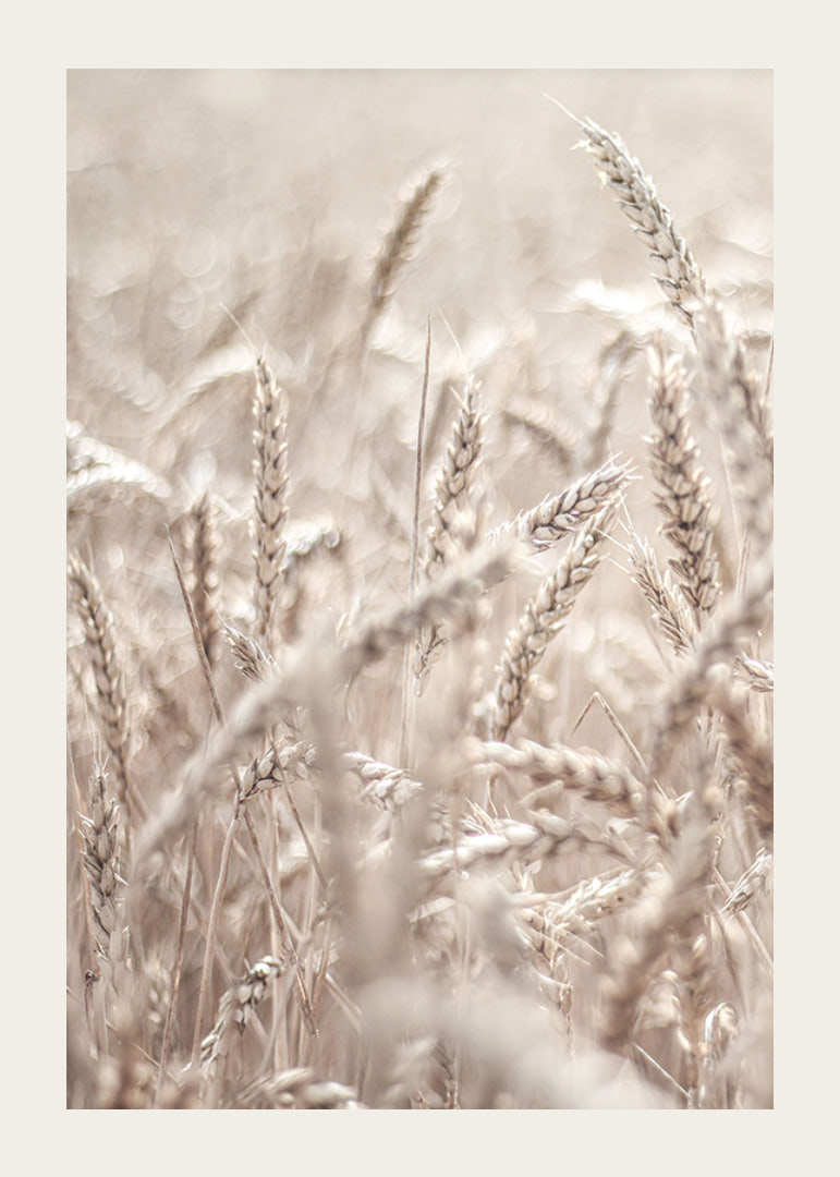 Close-up of wheat field with ears of wheat in light beige tones, photographic-12