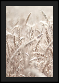 Close-up of wheat field with ears of wheat in light beige tones, photographic-4