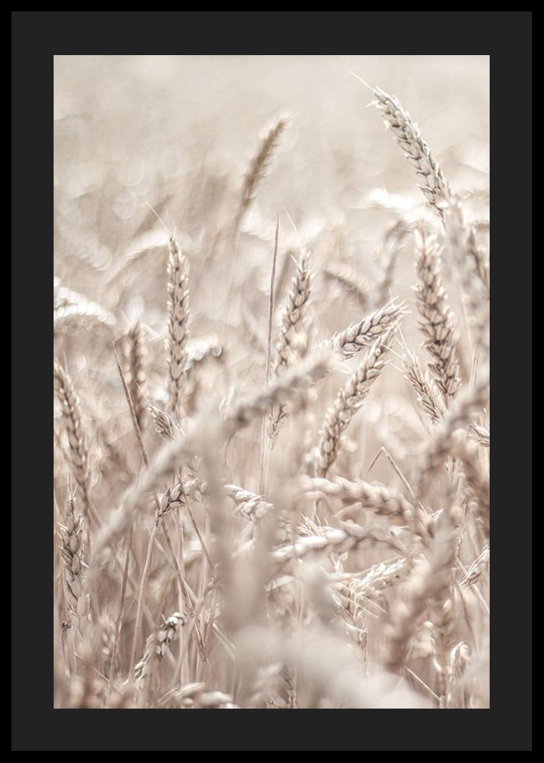 Close-up of wheat field with ears of wheat in light beige tones, photographic-12
