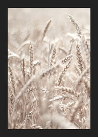 Close-up of wheat field with ears of wheat in light beige tones, photographic-5
