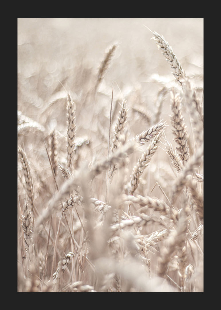 Close-up of wheat field with ears of wheat in light beige tones, photographic-12