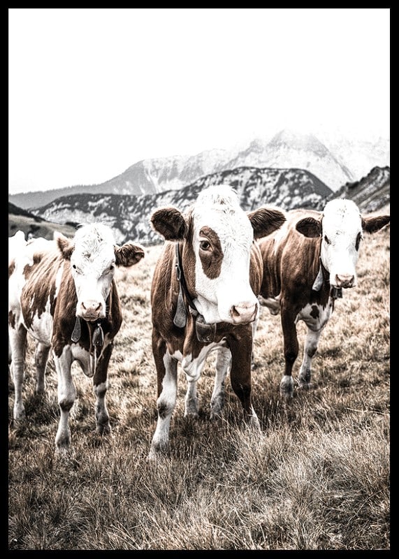 Photograph of three brown and white cows in a meadow with mountains in the background-12
