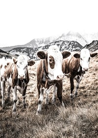 Photograph of three brown and white cows in a meadow with mountains in the background-7