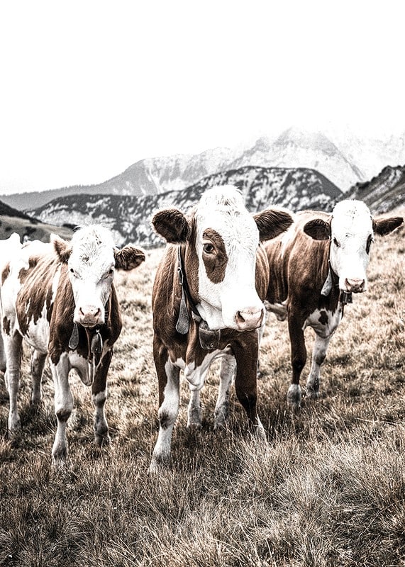 Photograph of three brown and white cows in a meadow with mountains in the background-12