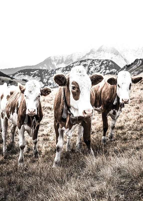 Cattle In Field-12