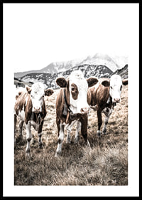 Photograph of three brown and white cows in a meadow with mountains in the background-0