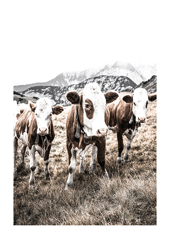 Poster Cattle In Field