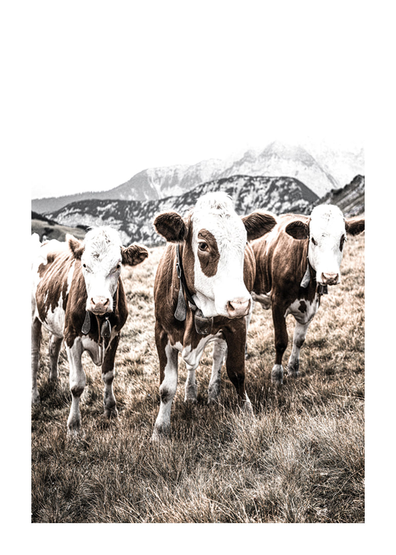 Photograph of three brown and white cows in a meadow with mountains in the background-12