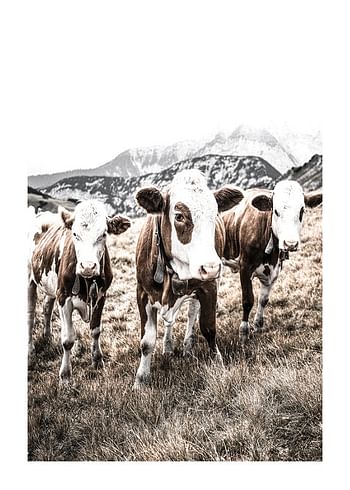 Poster Cattle In Field