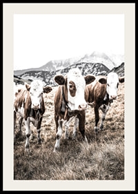 Photograph of three brown and white cows in a meadow with mountains in the background-2