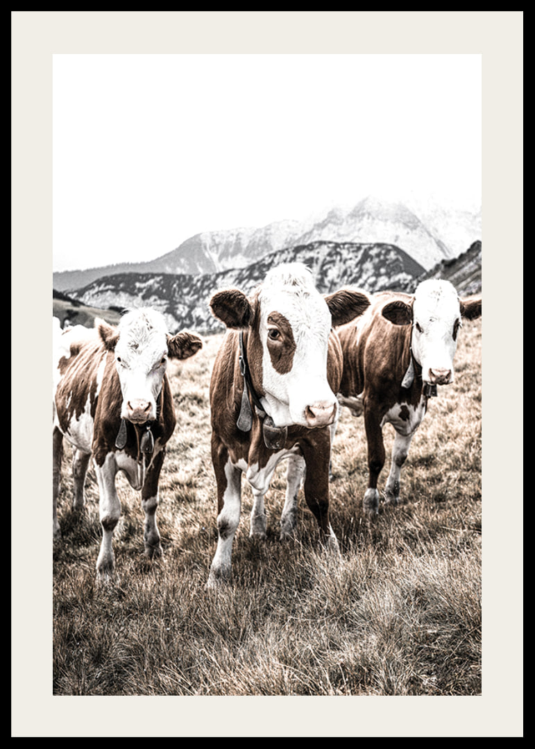 Photograph of three brown and white cows in a meadow with mountains in the background-12