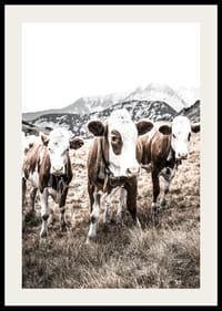 Fénykép három barna és fehér tehénről egy réten, a háttérben hegyekkel-2