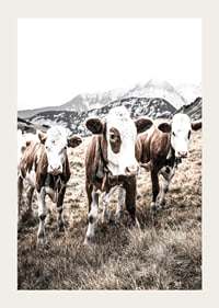 Photograph of three brown and white cows in a meadow with mountains in the background-3