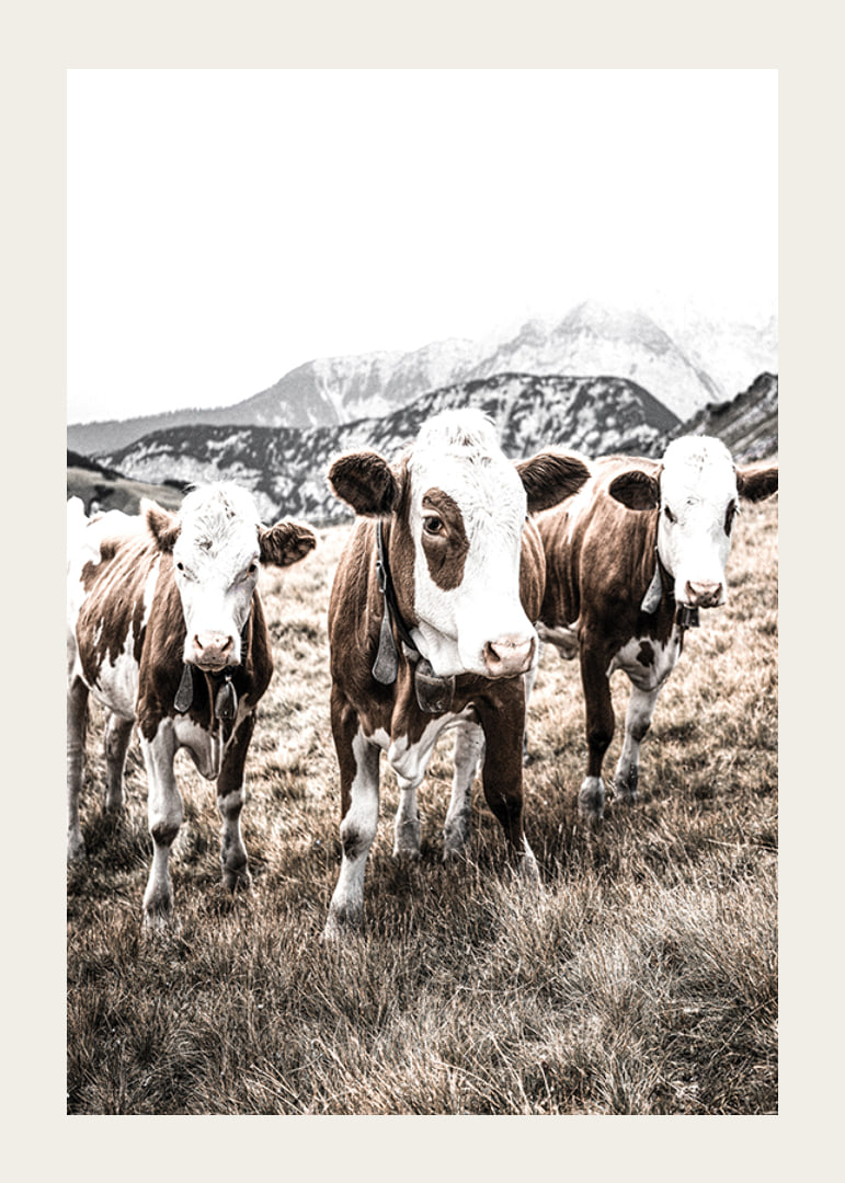 Photograph of three brown and white cows in a meadow with mountains in the background-12