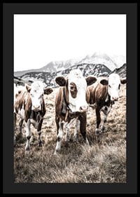 Photograph of three brown and white cows in a meadow with mountains in the background-4