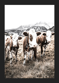 Photograph of three brown and white cows in a meadow with mountains in the background-5