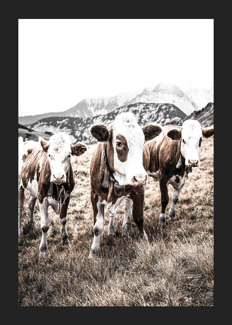 Photograph of three brown and white cows in a meadow with mountains in the background-12