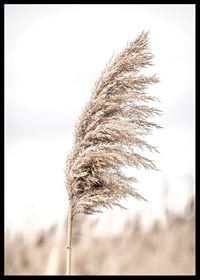 Photograph of dry reed straw against light blurred background-6