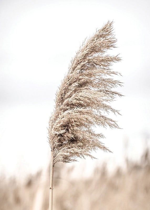 Photograph of dry reed straw against light blurred background-12