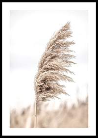Photograph of dry reed straw against light blurred background-0