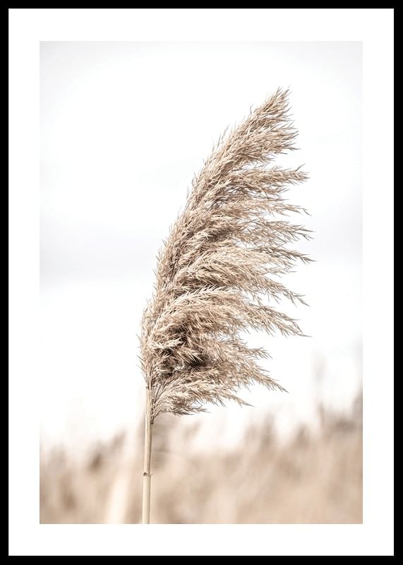 Dry Reeds No4-12