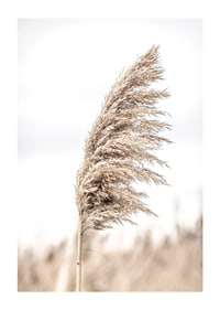 Photograph of dry reed straw against light blurred background-1