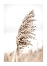 Dry Reeds No4-1