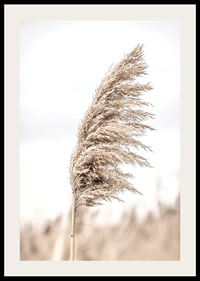 Photograph of dry reed straw against light blurred background-2