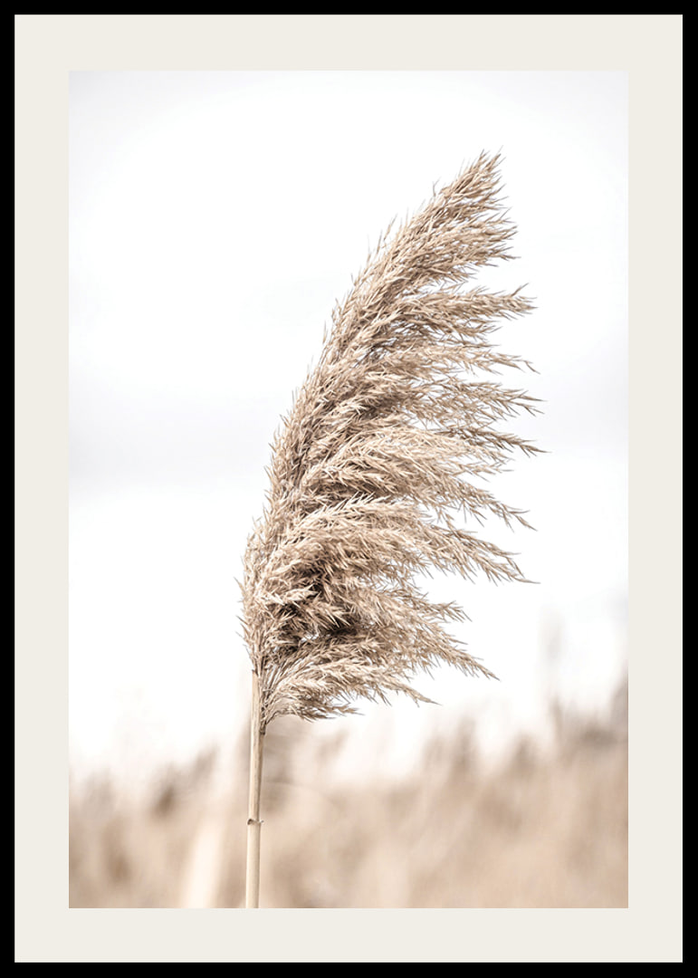 Photograph of dry reed straw against light blurred background-12