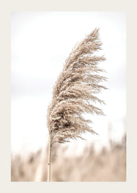 Fotografía de paja de caña seca contra un fondo claro y borroso.-3