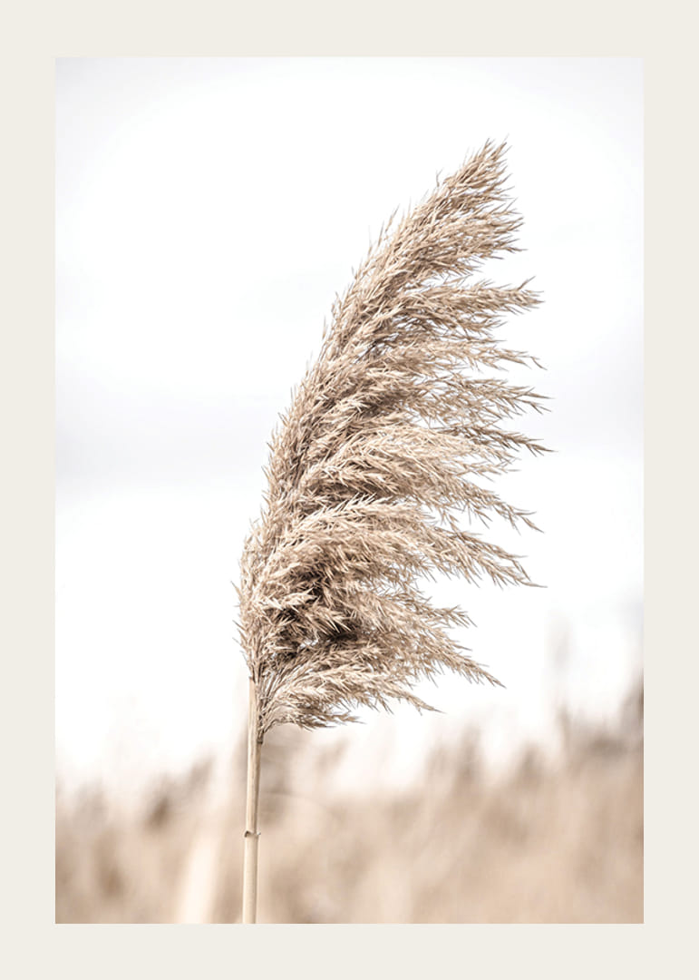 Fotografía de paja de caña seca contra un fondo claro y borroso.-12